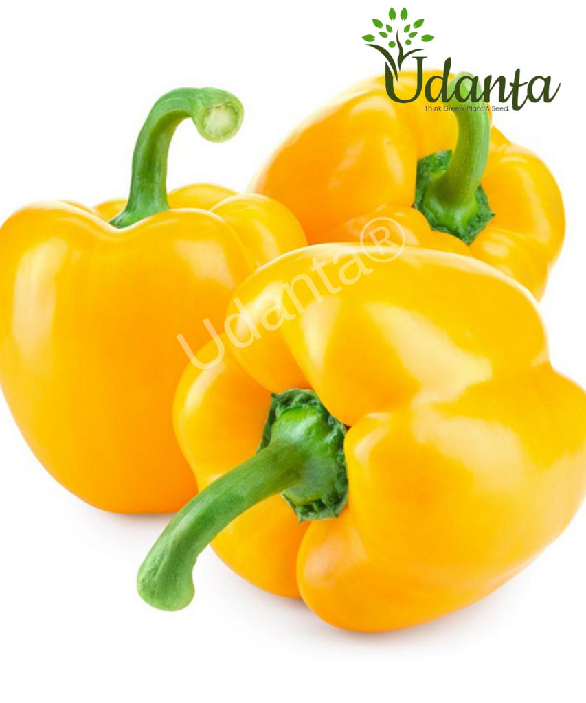 Plantogallery  I Capsicum Yellow Vegetable Seeds For Home Gardening