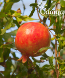 Plantogallery Punica granatum – anar (Pomegranate) Plant Seeds