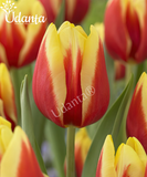 Tulip "Jan Seignette" Imported Flower Bulbs - Pack of 5 Bulbs By Plantogallery