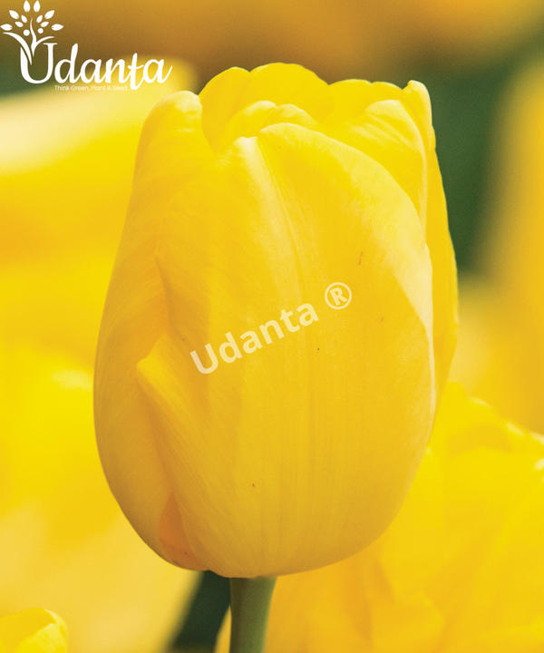 Plantogallery Tulip Yellow (Strong gold) flower bulbs pack of 10