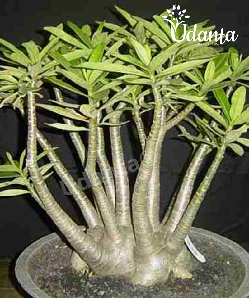 Plantogallery I Adenium Arabicum Yak Saudi Plant Seeds