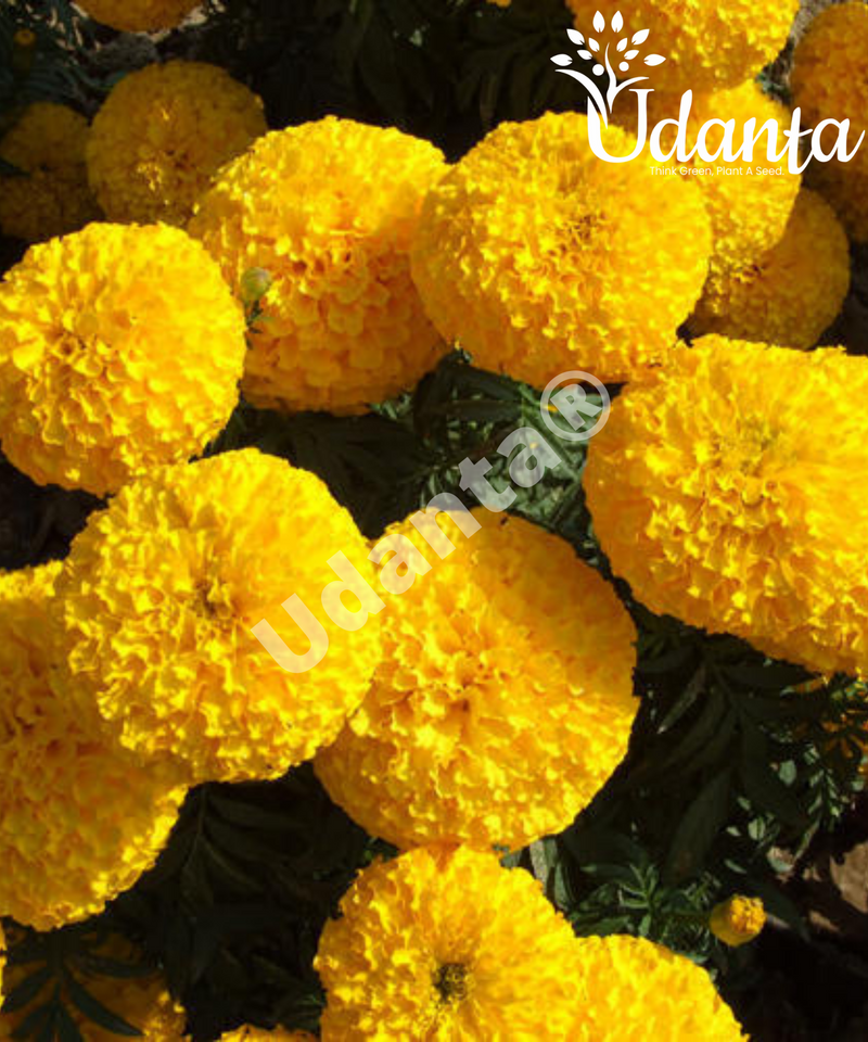 Plantogallery Marigold F1 Hybrid Yellow Color Flower Seeds