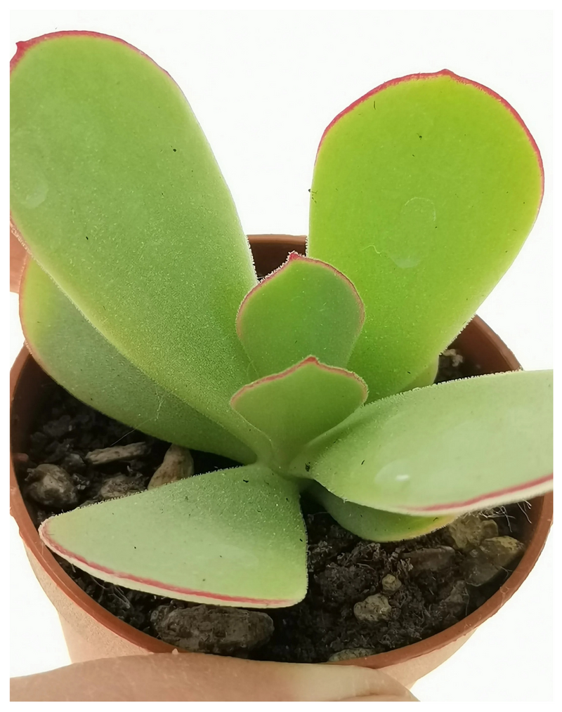 Plantogallery  cotyledon ( Pigs Ear) succulent plant