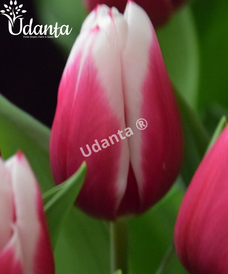Tulip "Kamalyia" Imported Flower Bulbs - Pack of 5 Bulbs By Plantogallery