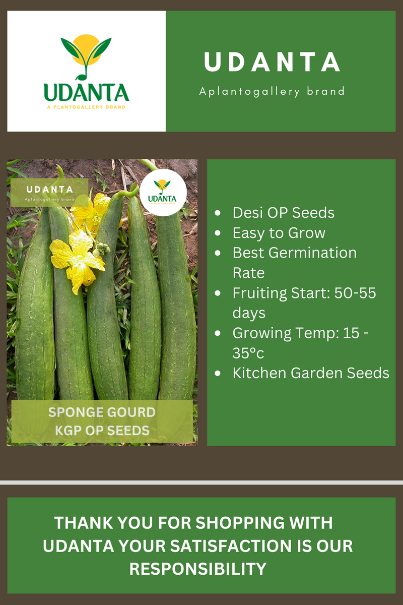 Udanta Spnge Gourd Vegetable Seeds For Kitchen Garden Avg 20 Seeds Pkts