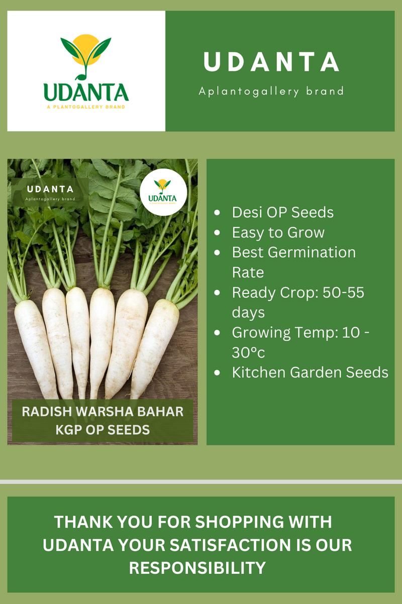 Udanta Radish Warsha Bahar Vegetable Seeds For Kitchen Garden Avg 30-40 Seeds Pkts