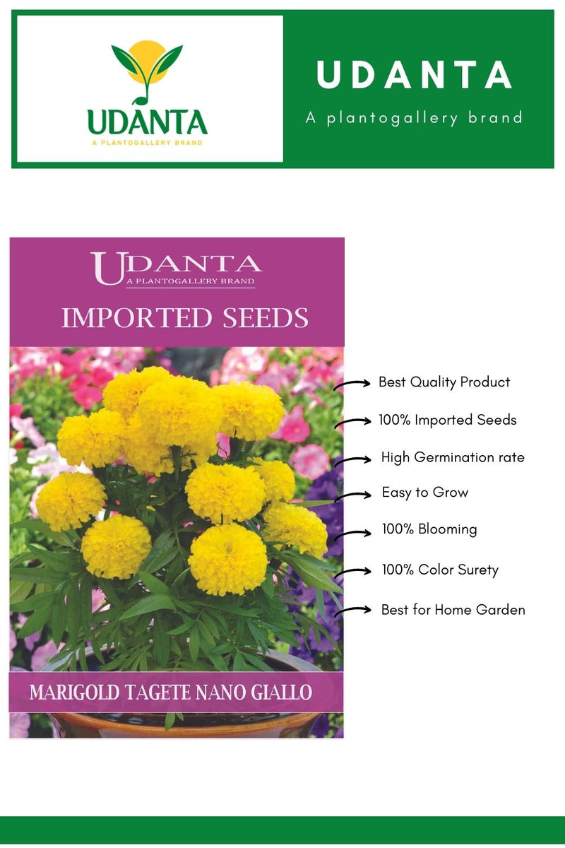 genda hybrid flower seeds