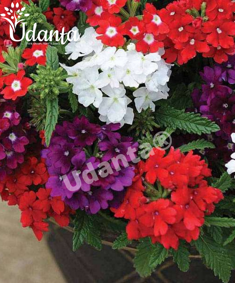 Plantogallery Verbena Mixed Hybrid Flower Seeds