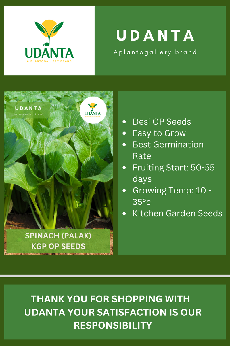 Udanta Spanich Green Vegetable Seeds For Kitchen Garden Avg 500 Seeds Pkts