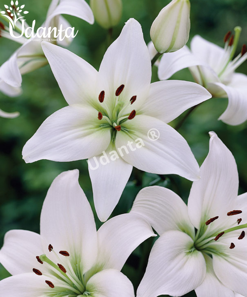 ASIATIC-LILY-WHITE-BY-PLANTOGALLERY