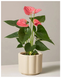 plantogallery-anthurium-plant