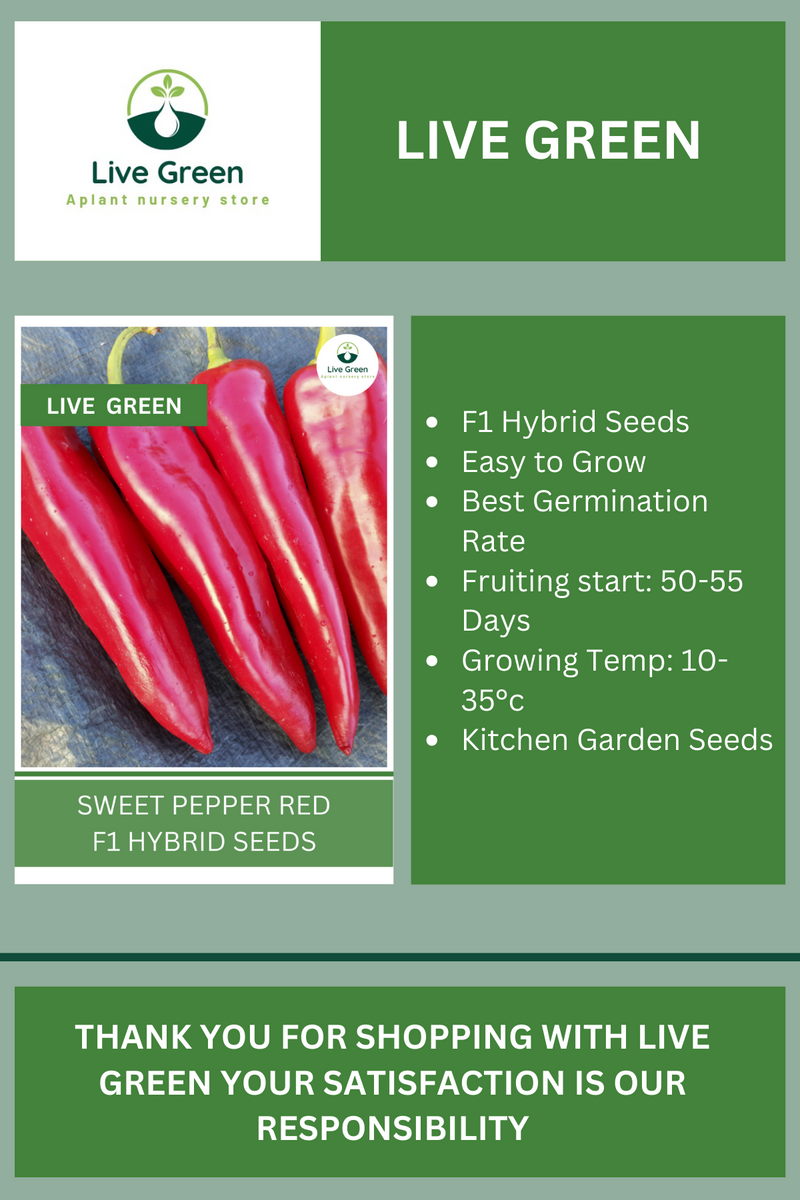 Live Green Sweet Pepper Red F1 Hybrid Vegetable Seeds - Pack of 20 Seeds