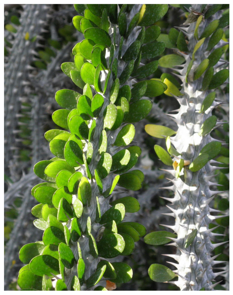 Plantogallery Alluadia procera (Madagascar ocotillo)  Succulent plant