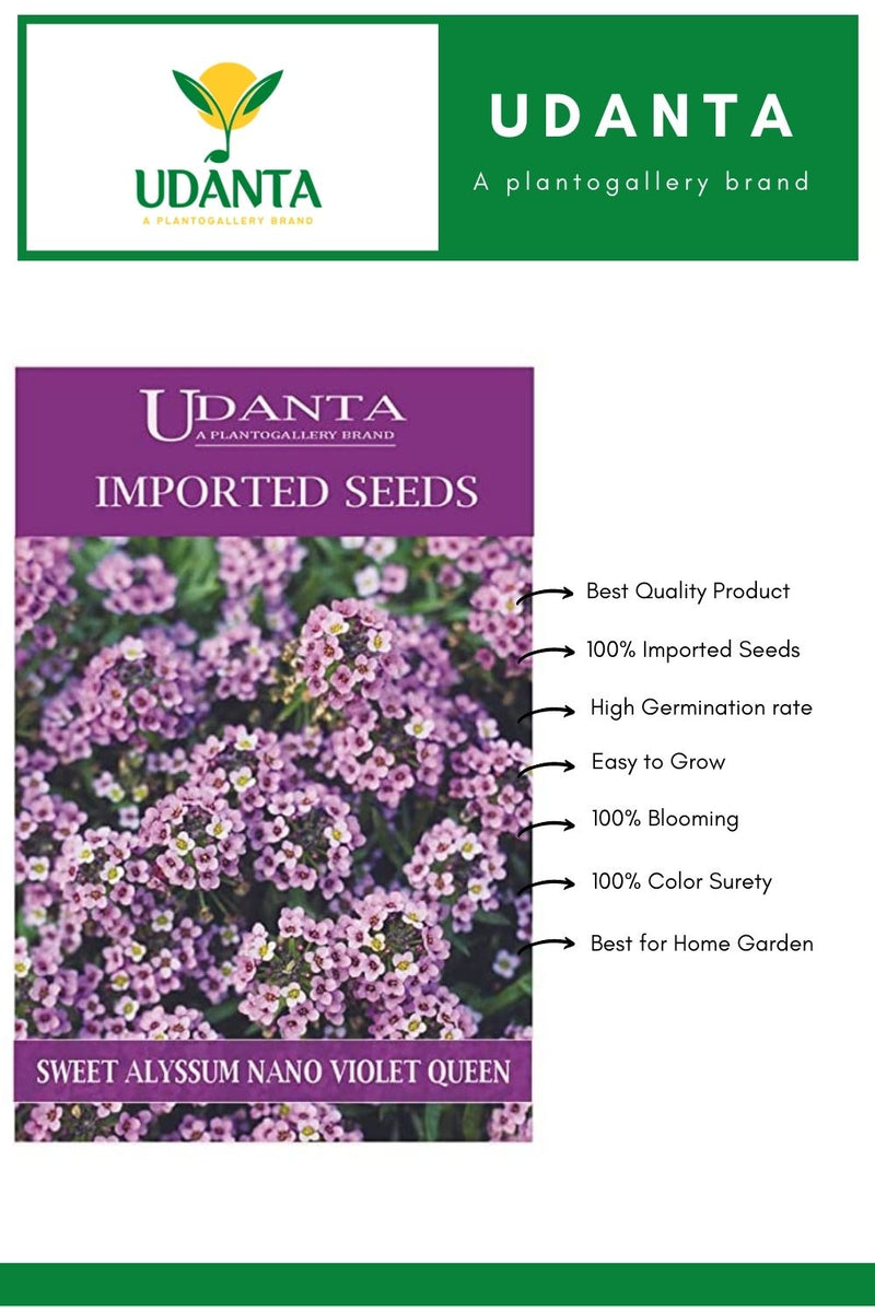 sweet-alyssum-violet-queen-flower-seeds