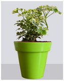 Aralia-Green-Miniature-for-Indoor-Plant 