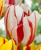Tulip "Happy Generation" Imported Flower Bulbs - Pack of 5 Bulbs By Plantogallery