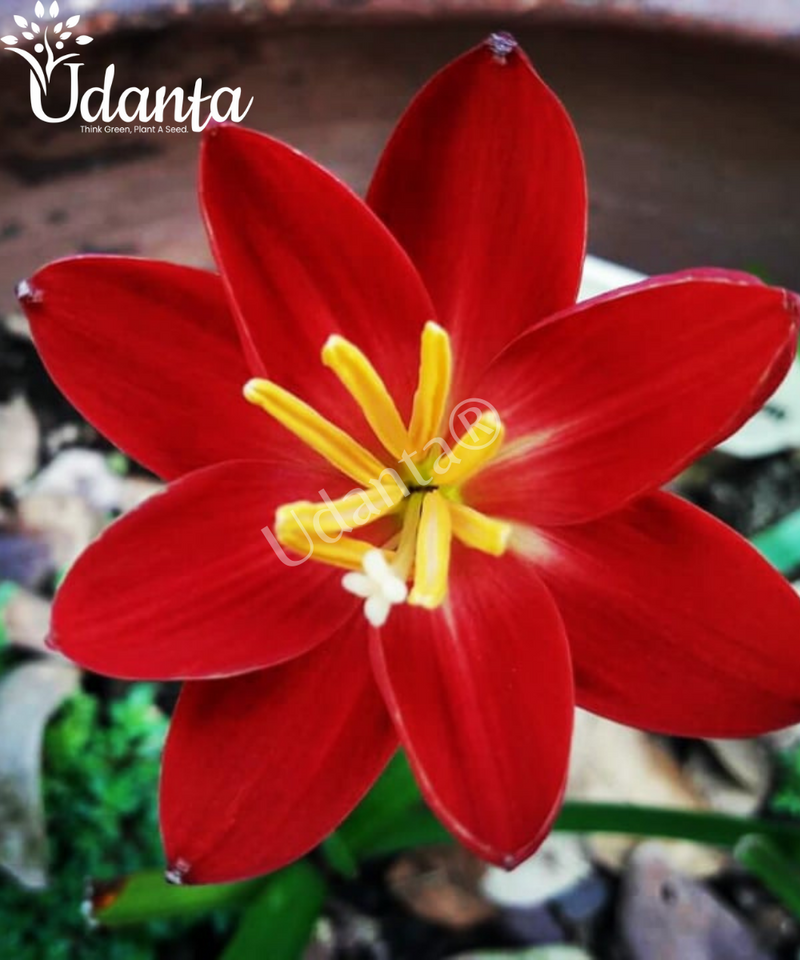 Rain lily/Zephyranthes Red Colour Flower Bulbs - Pack of 10 Bulbs By Plantogallery