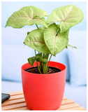 Plantogallery  Syngonium Plant | Air Purifier Plant | for Home Décor Plants