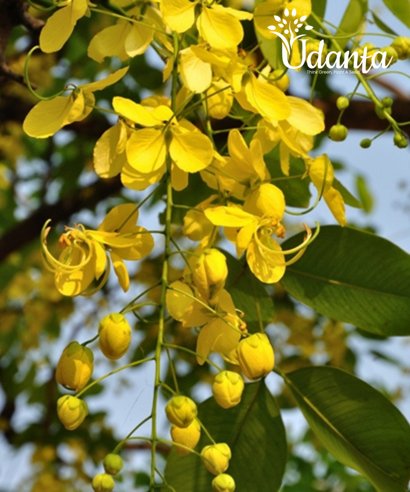 Plantogallery I Cassia Fistula, Golden Shower Tree (Amaltas) Plants Seeds For Home Gardening