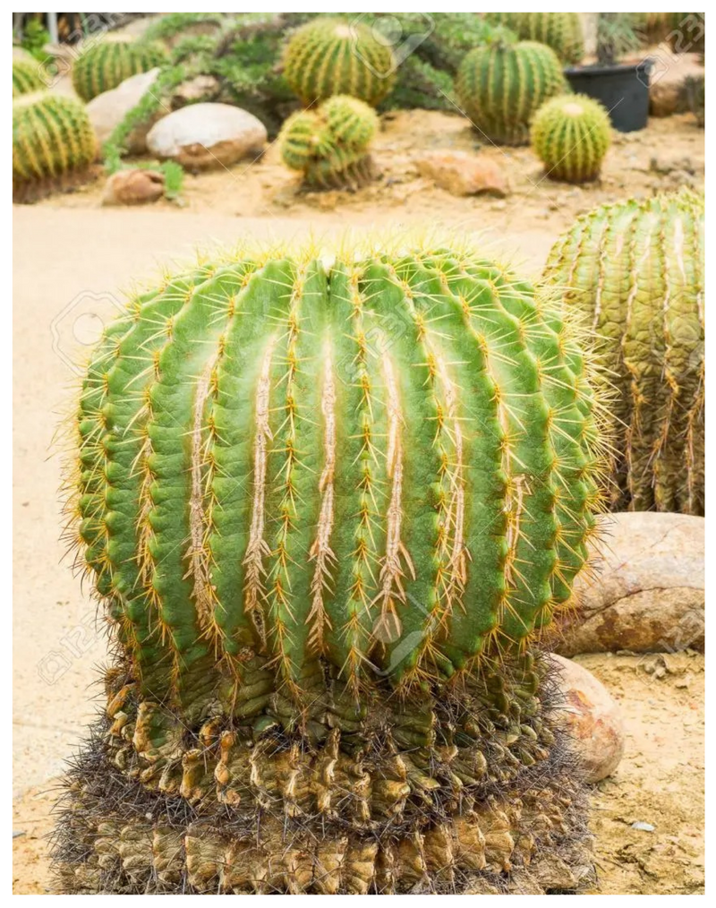 Plantogallery Ball cactus( PARODIA LENINGHAUSII ) succulent plant