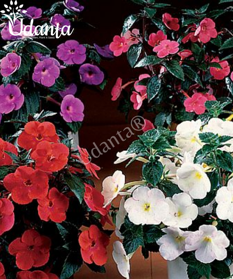 Plantogallery  I Achimenes Mix Colour Hanging Flower Bulbs Pack Of -10