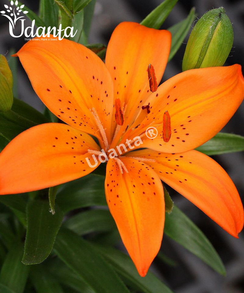 orange-asiatic-lily-flower-bulbs-plantogallery