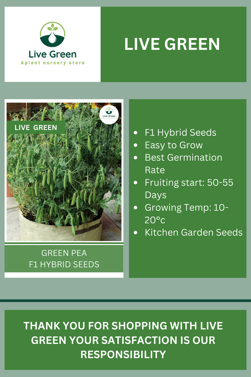 Live Green Green Pea F1 Hybrid Vegetable Seeds - Pack of 20 Seeds