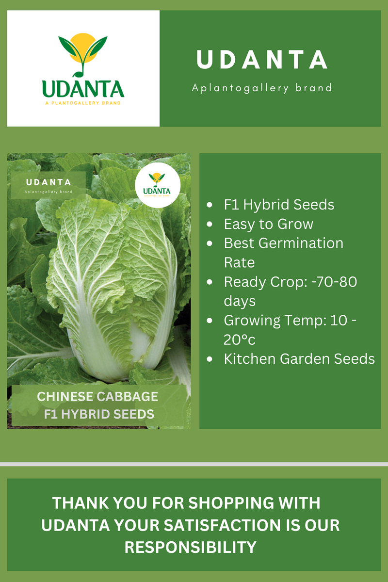 Udanta Chinese Cabbage Vegetable Seeds For Kitchen Garden Avg 30-40 Seeds Pkts