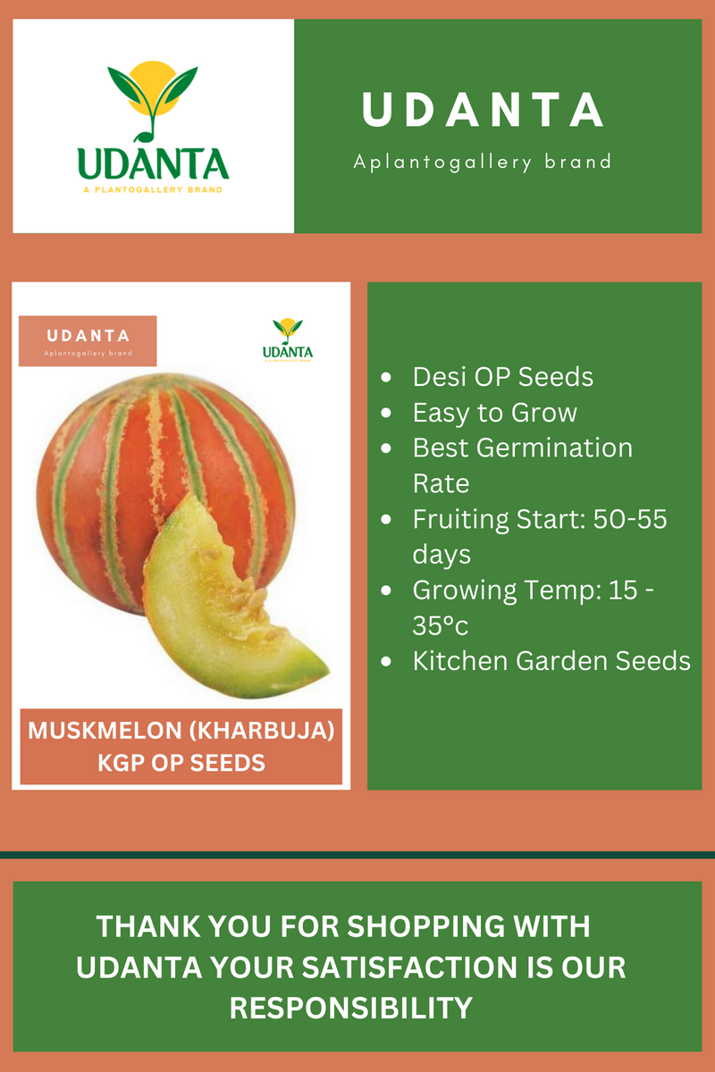 Udanta Muskmelon Vegetable Seeds For Kitchen Garden Avg 30-40 Seeds Pkts