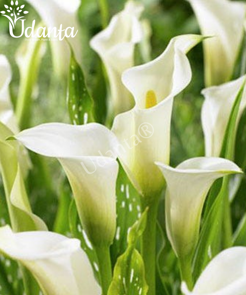 Plantogallery  I Calla Lily White Flower Bulbs Pack of 5 Bulbs