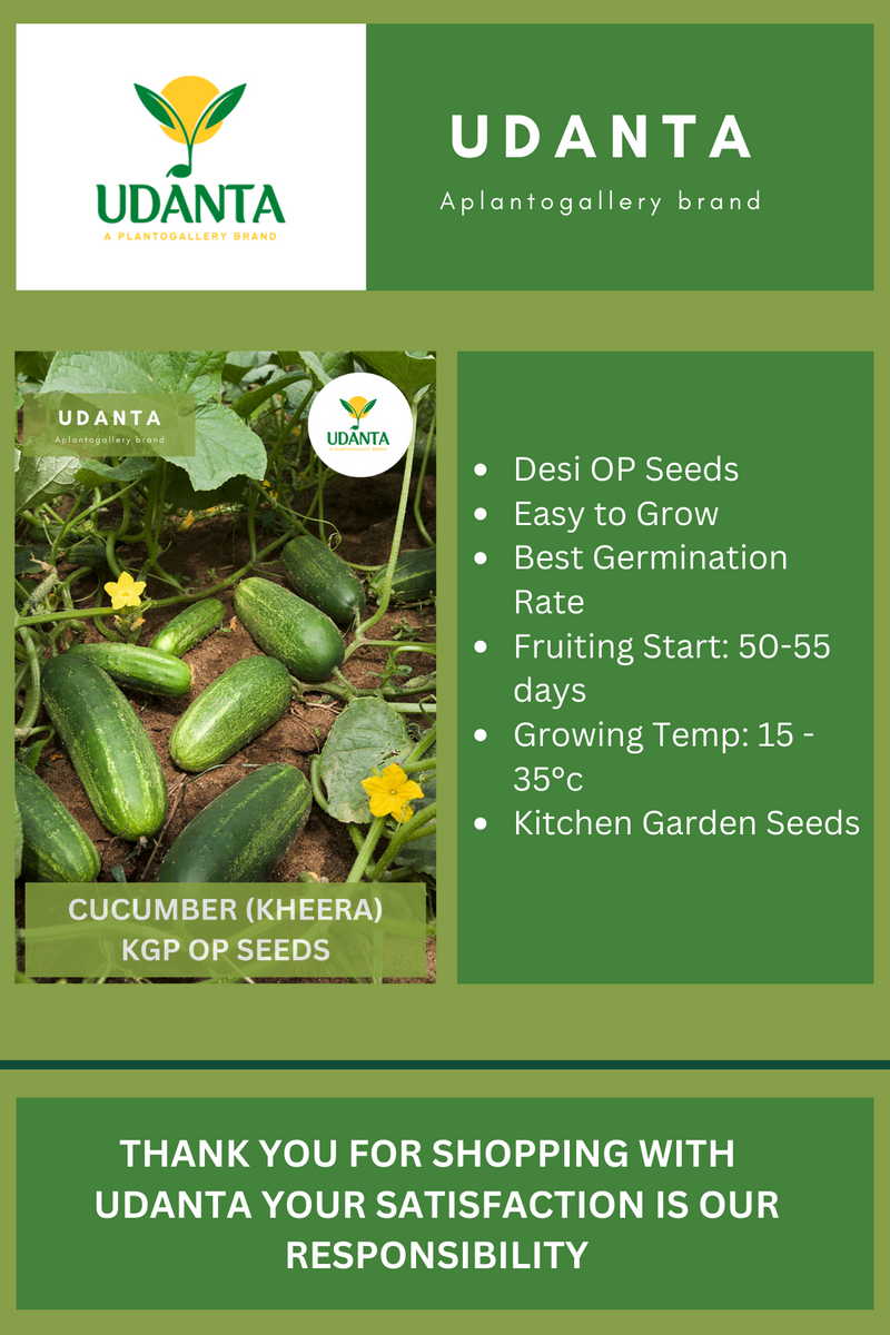Udanta Cucumber Vegetable Seeds For Kitchen Garden Avg 30-40 Seeds Pkts