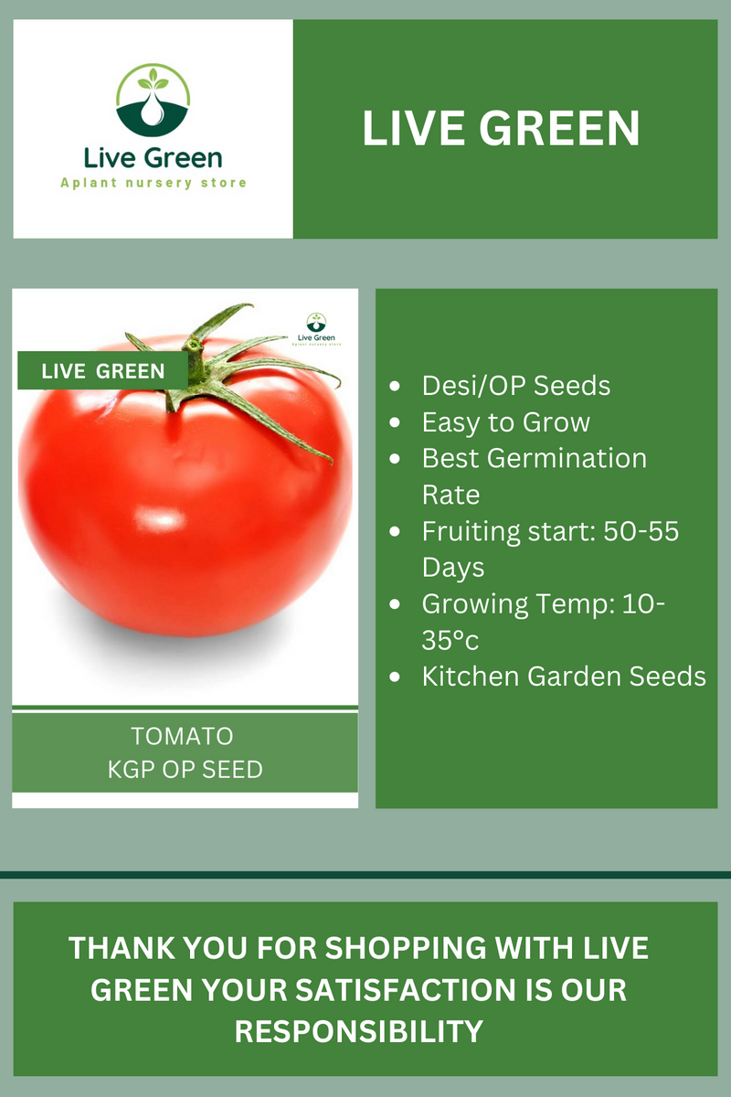 Live Green Tomato Vegetable Seeds - Pack of 30 Seeds (OP)