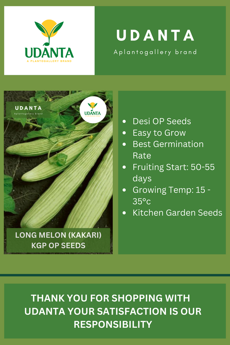 Udanta Long Melon Vegetable Seeds For Kitchen Garden Avg 30-40 Seeds Pkts