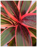 Plantogallery Red Dracaena Show Peace Plant For Home Gardening