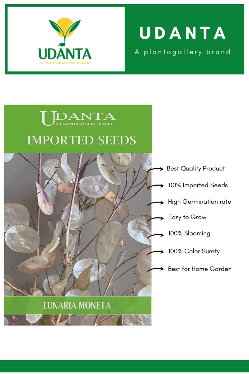 Udanta Imported Flower Seeds - Lunaria Moneta Del Papa Honesty Flower Seeds - Qty 2Gm
