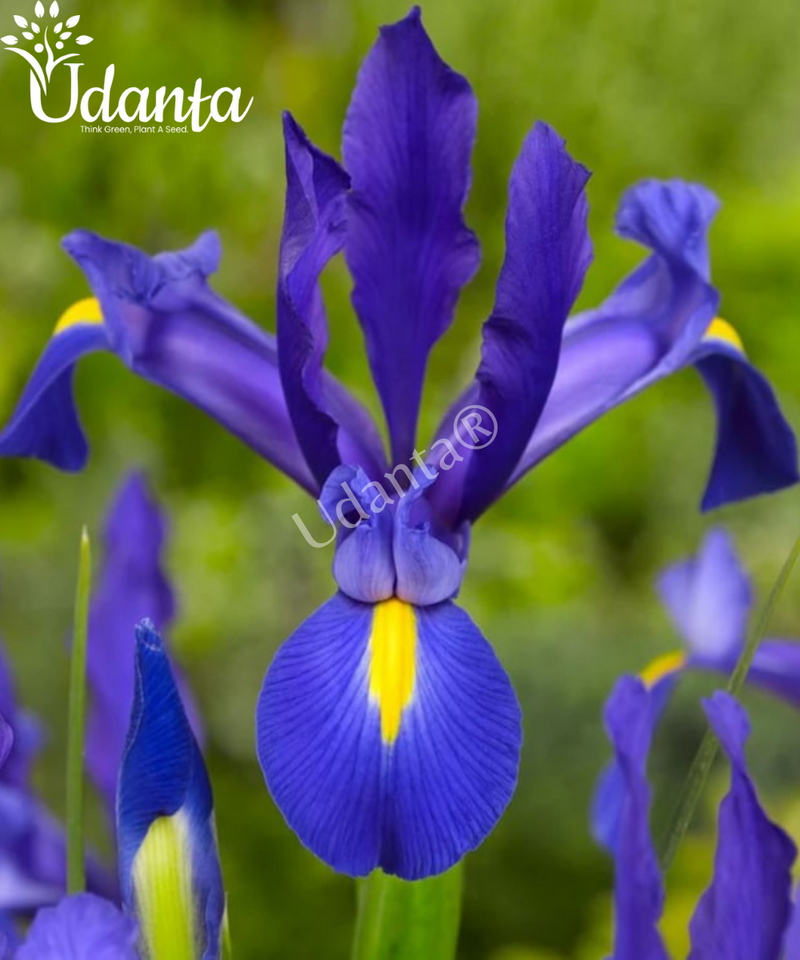 Iris-Blue-Pearl-Imported-Flower-Bulbs-udanta