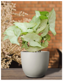 Plantogallery Syngonium -Podophyllum Air Purifying Indoor Plants (Light Silver)