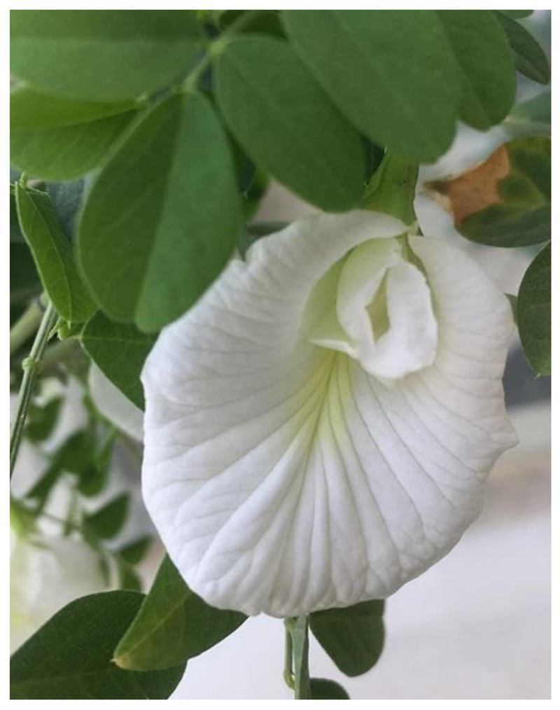 Plantogallery  Aparajita White Flower Plant For Spring Season