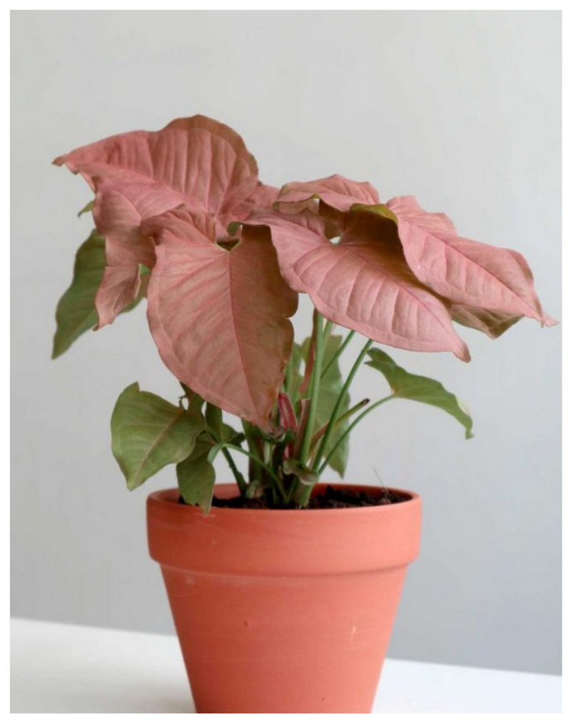 Plantogallery Syngonium Air Purifying Indoor Plants (Pink)