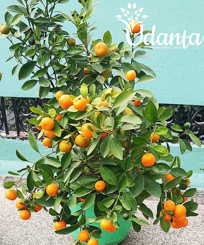 Plantogallery  Narangi Fruit Plant