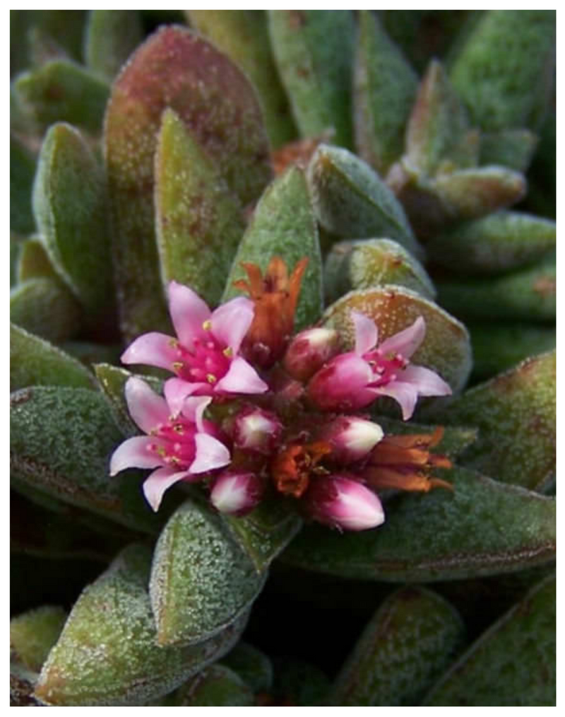 Plantogallery Crassula hybrid 'Justus Corderoy’ succulent plant