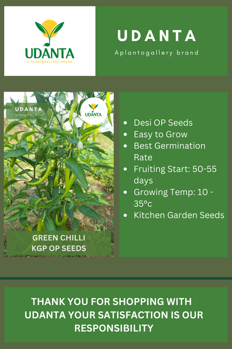 Udanta Green Chilli  Vegetable Seeds For Kitchen Garden Avg 30-40 Seeds Pkts