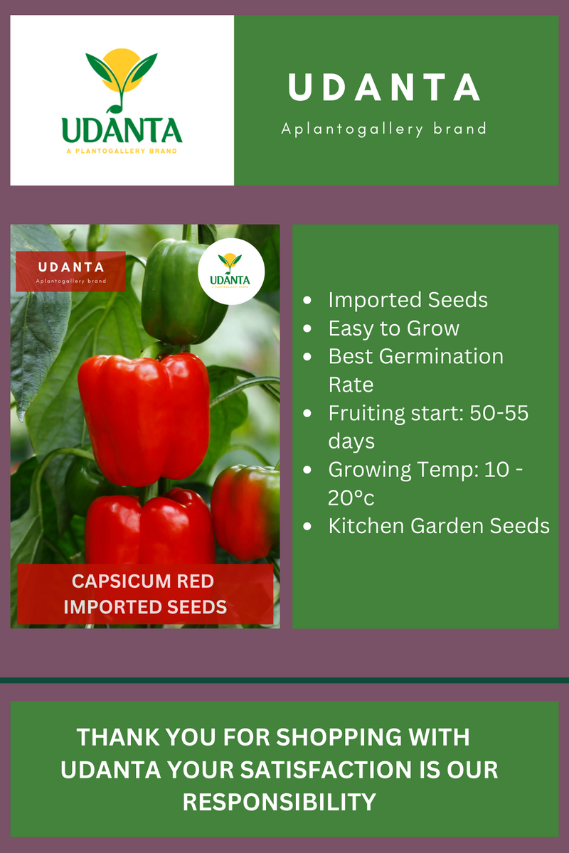 Udanta Capsicum Red Vegetable Seeds For Kitchen Garden Avg 10 Seeds Pkts