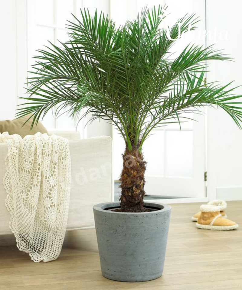 Plantogallery  Phoenix Palm Plants Seeds For Home Gardening