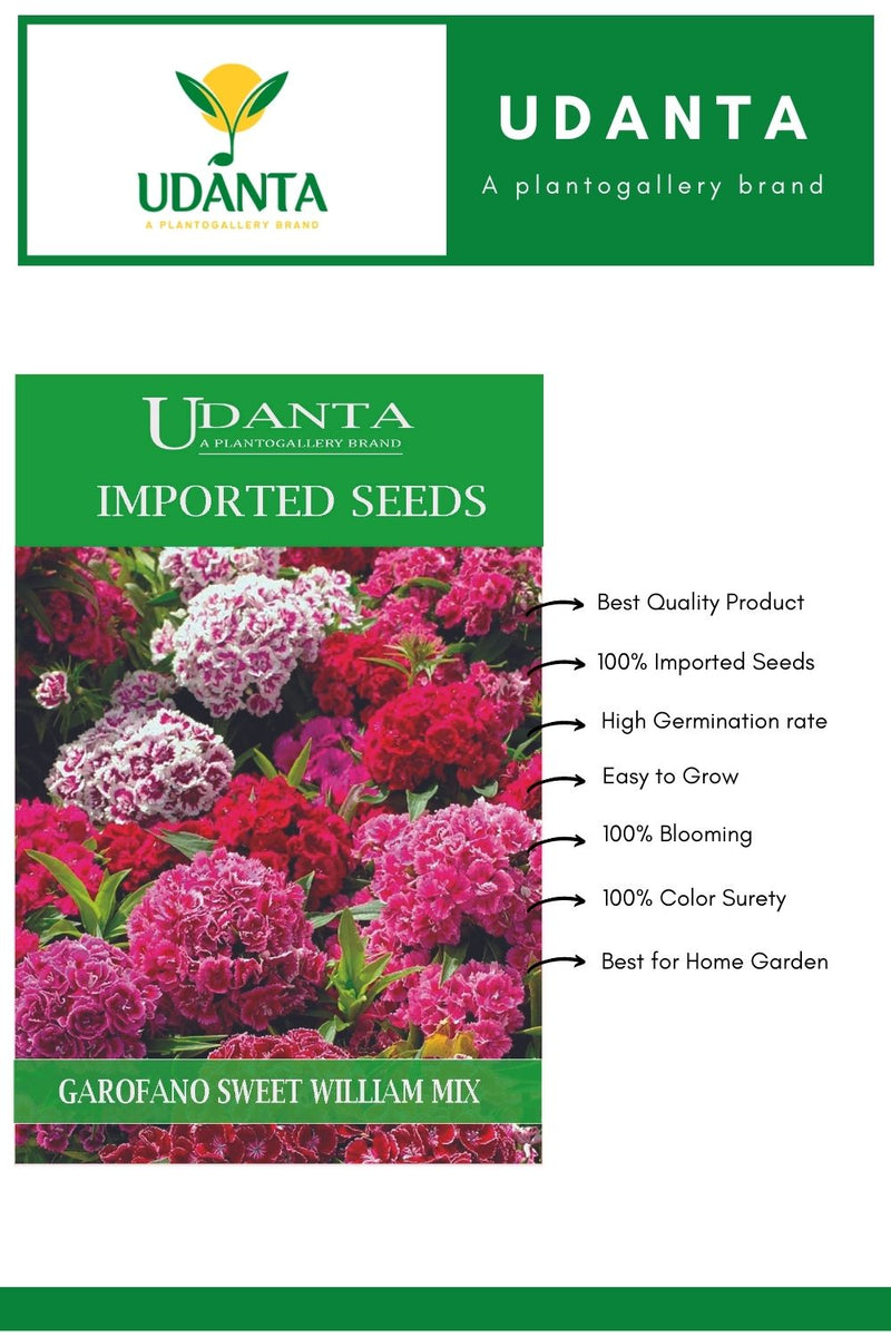 sweet william seeds