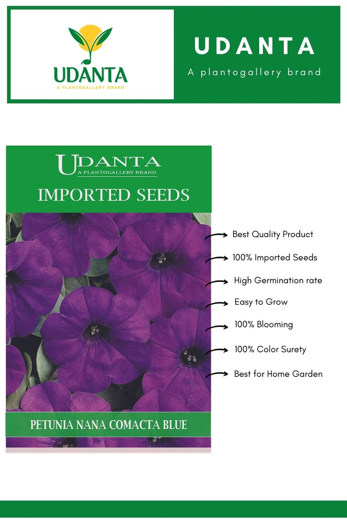 petunia-seeds