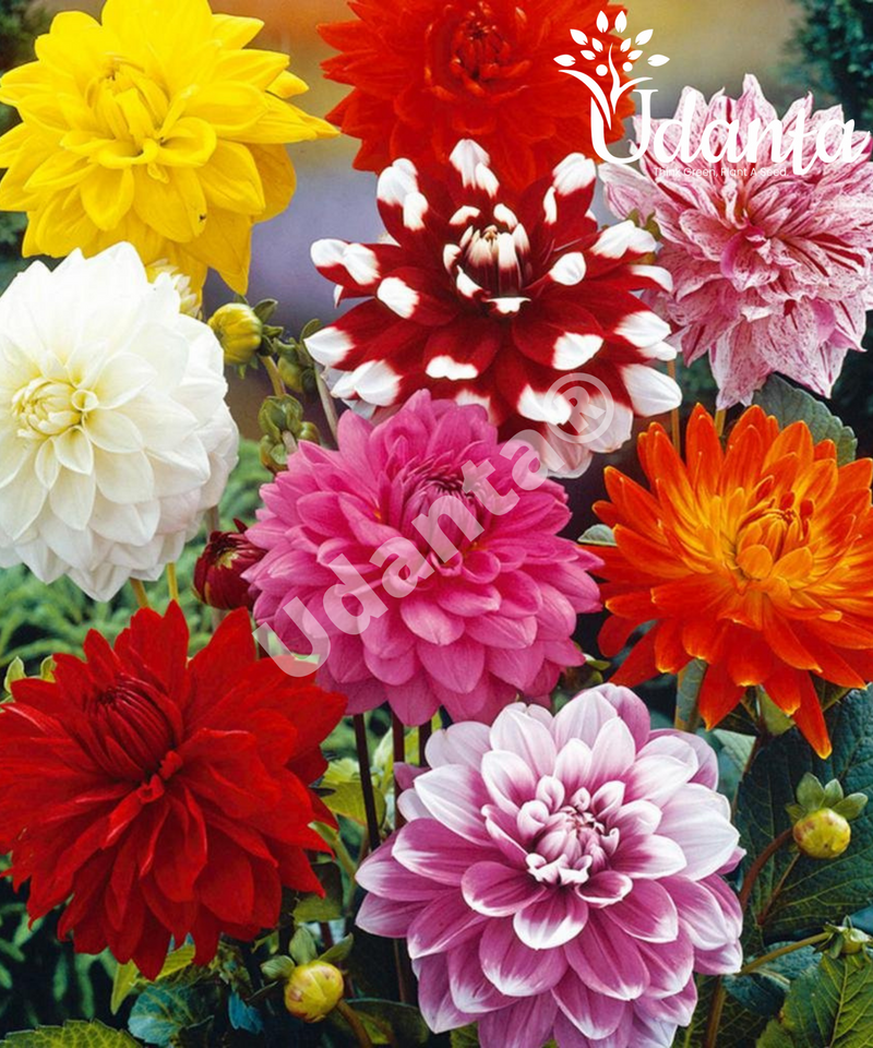 Plantogallery I Dahlia Double Flower Sapling | for All Season  | Charming Sapling | Set of 5 Sapling