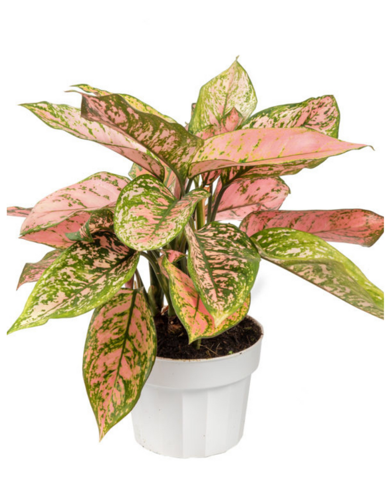 plantogalley-aglaonema-anjuman-colour-indoor-plant