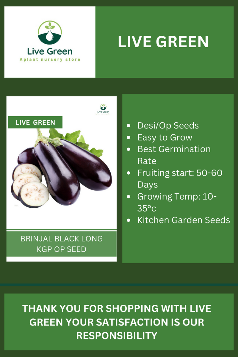 Live Green Brinjal Black Long Vegetable Seeds - Pack of 30 Seeds (OP)