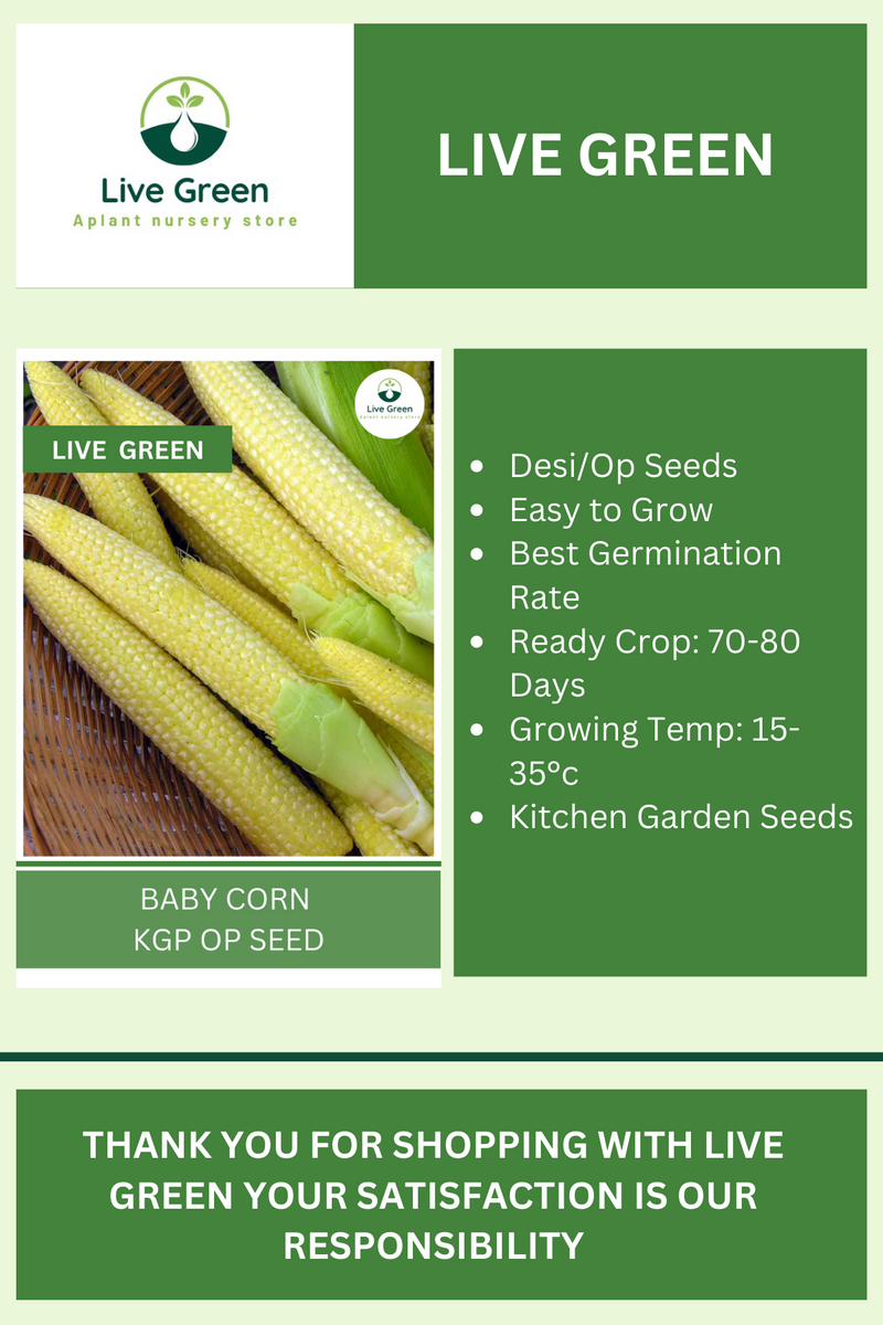 Live Green Baby Corn Vegetable Seeds - Pack of 20 Seeds (OP)